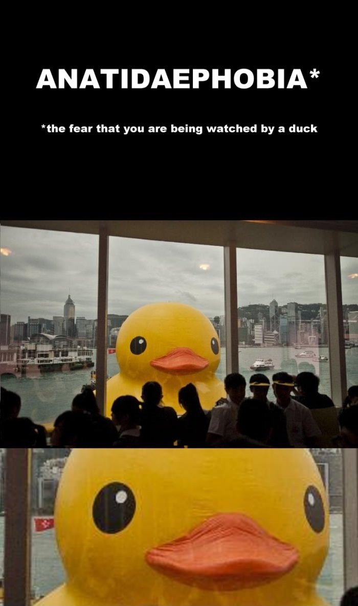 Anatidaephobia