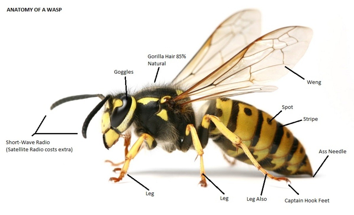 anatomy of a wasp