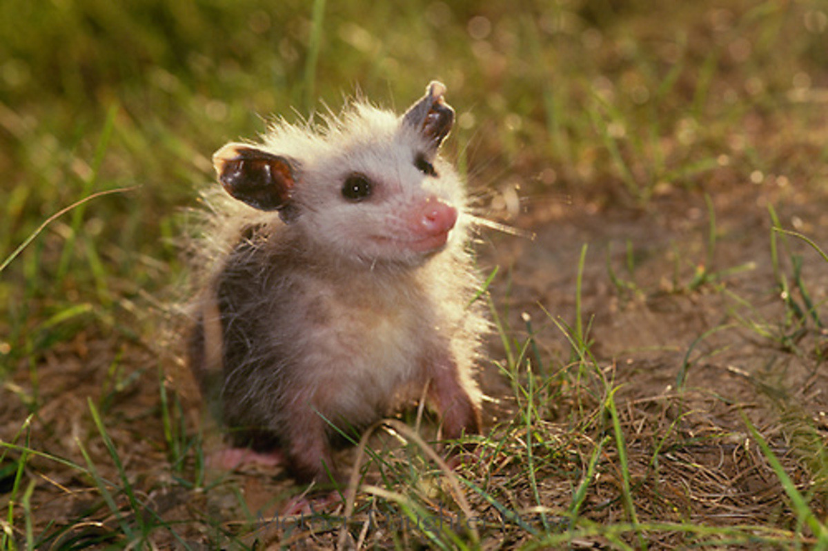 jellycat opossum