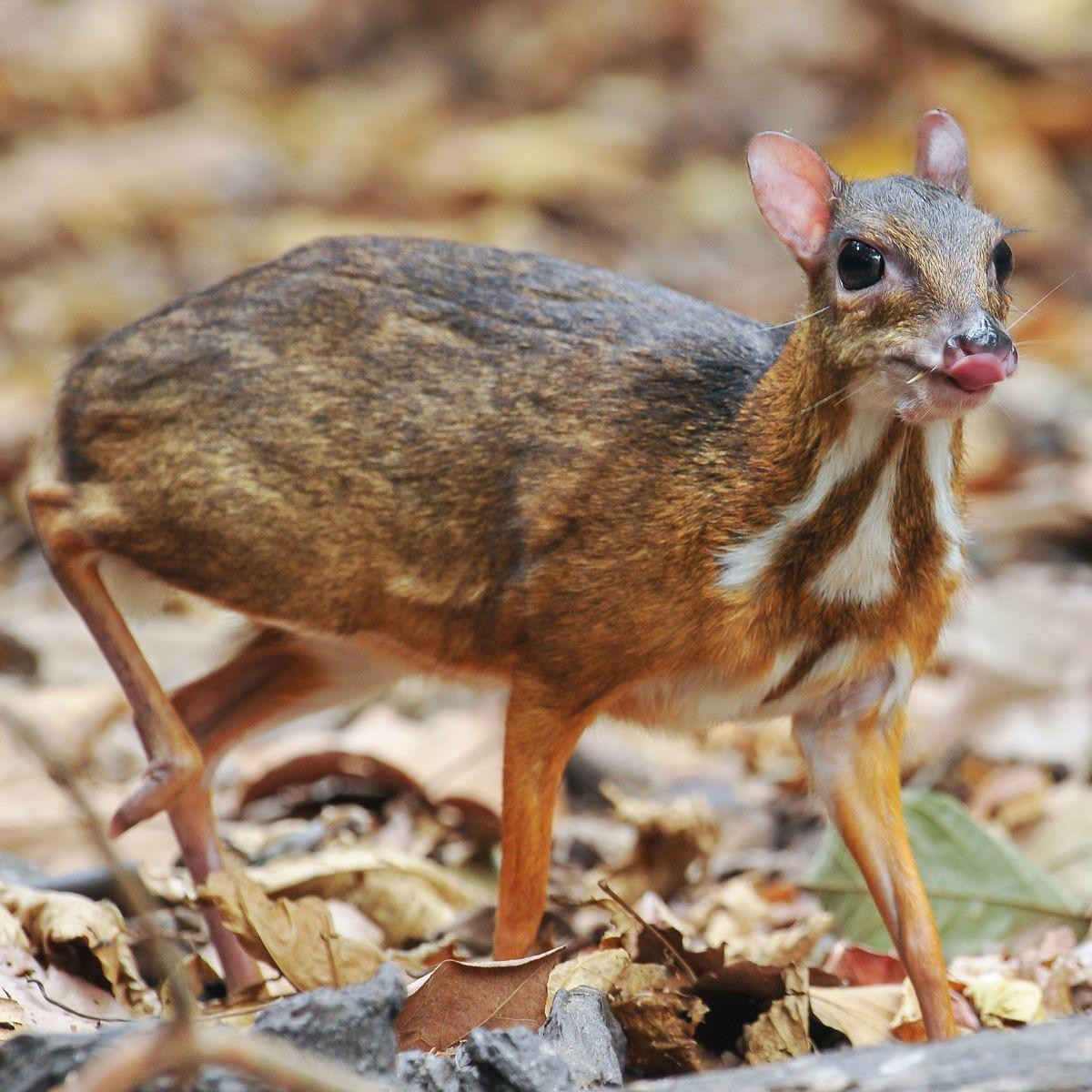 bleep-mouse-deer-chevrotain