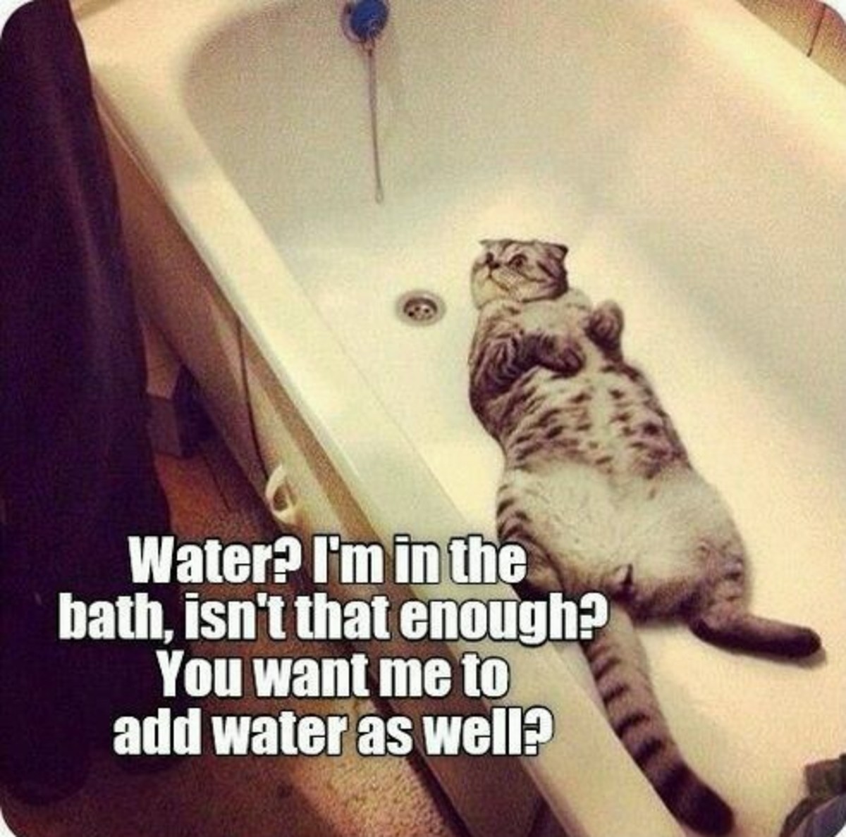 Cat in the bath meme