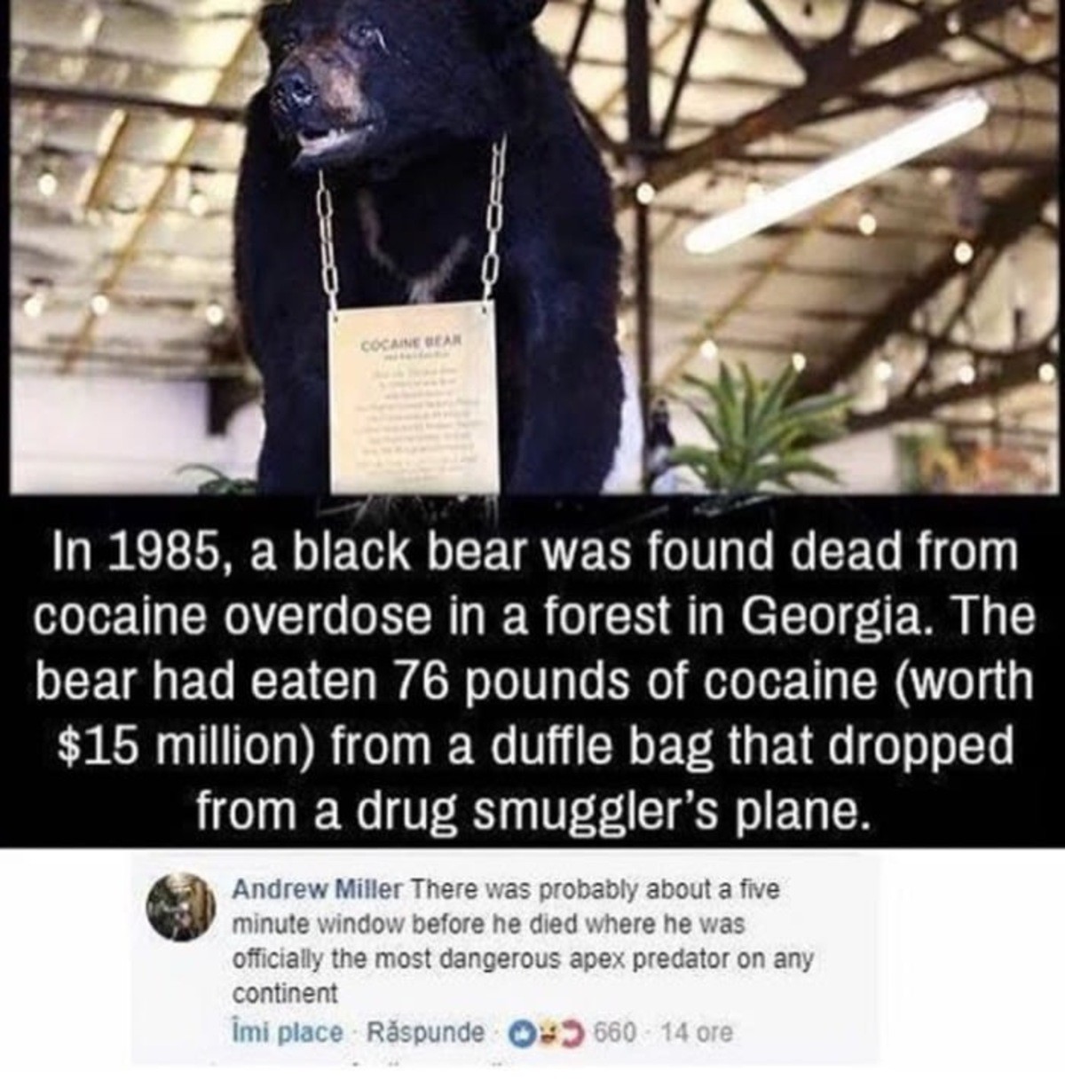 cocaine bear - photo #27