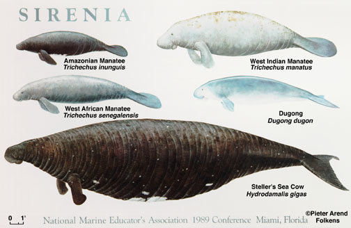 Stellers Sea Cow The Manatees Extinct Gigantic Cousin - o146up9
