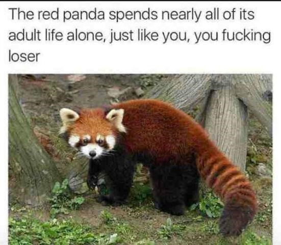 Fun Facts About Red Pandas 