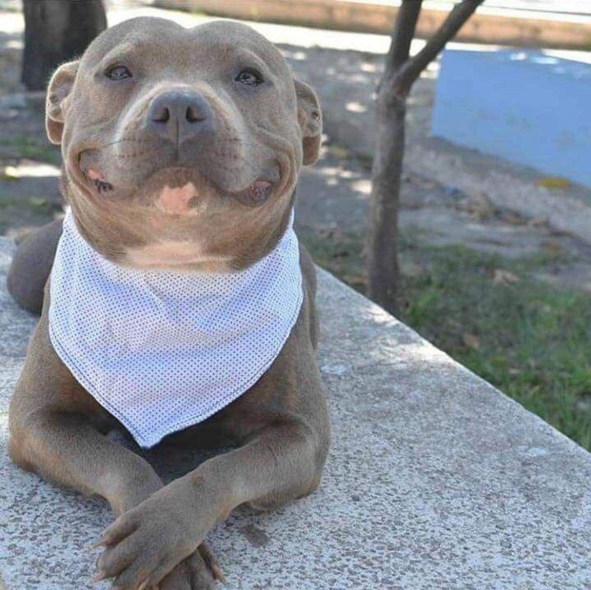 Happy Pitbull