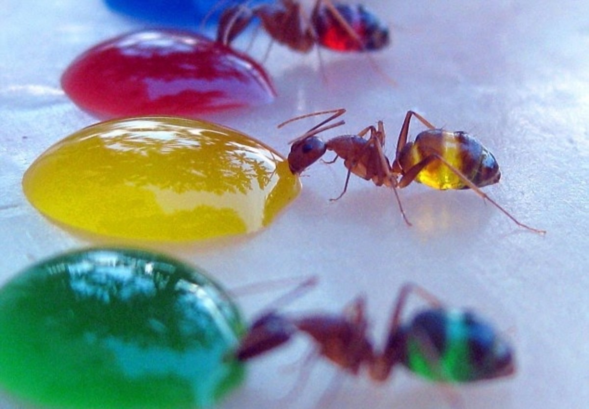 Honey Pot Ants