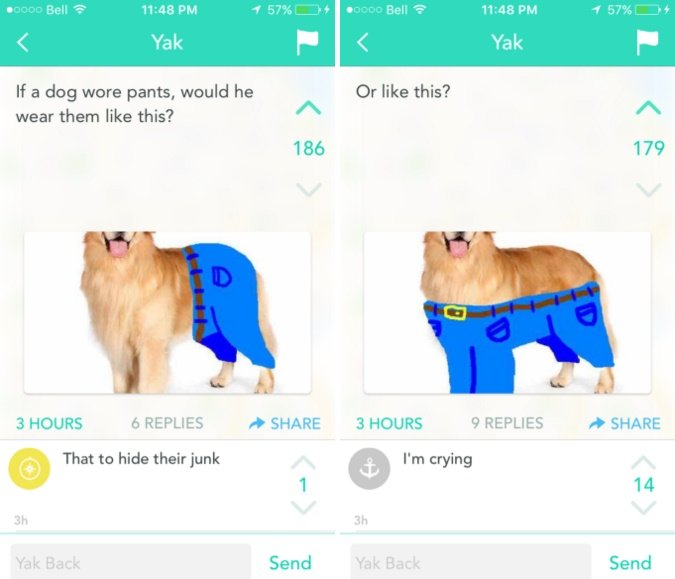 if dogs wore pants