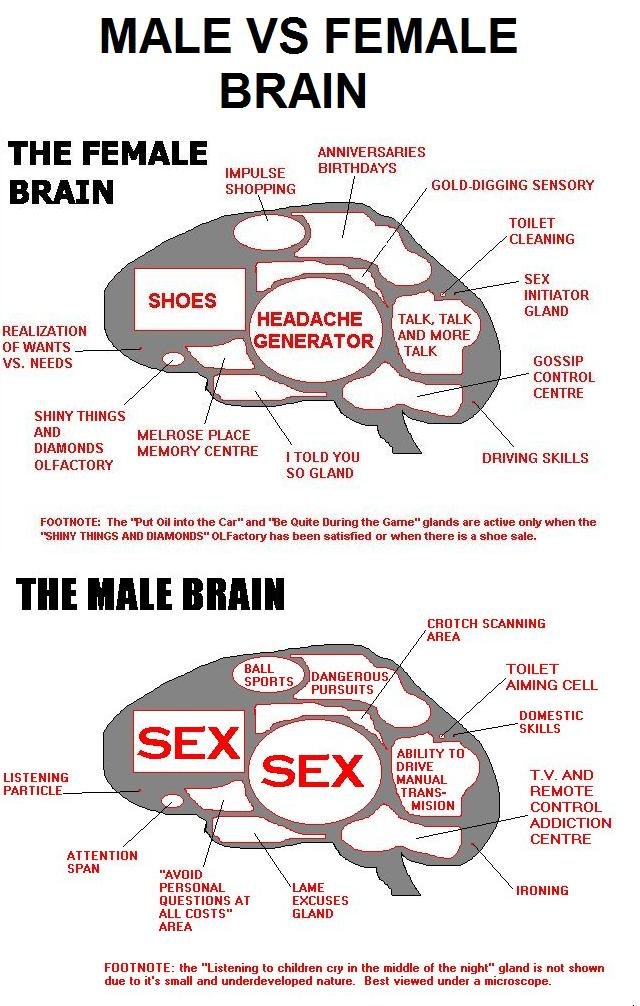 Male Vs Female Brain   Male 3deaaf 340967 