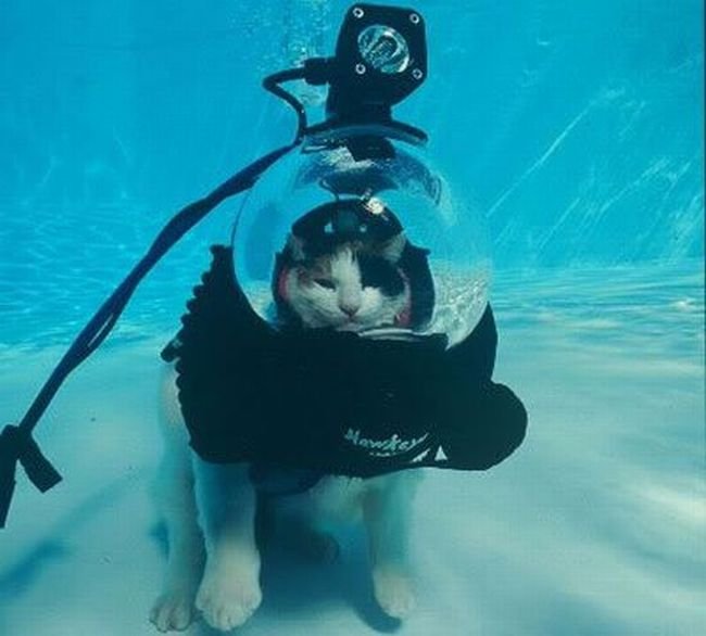 scuba kitty costco